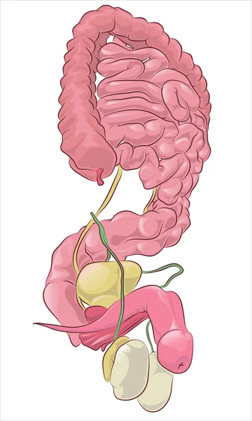 Illustration of the anatomy of the male reproductive system on a — Stock Vector