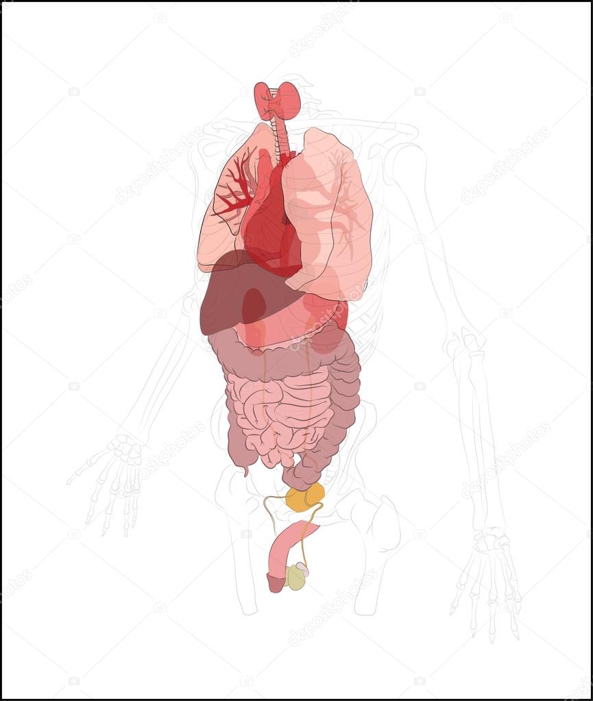 Human digestive system, digestive tract or alimentary canal