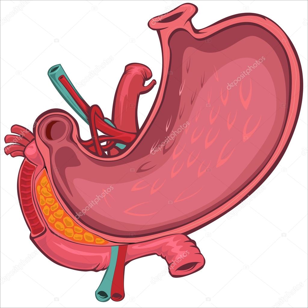 Vector Cartoon Style Drawing of Human Stomach