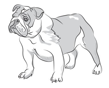 Vektör çizim el çizim illüstrasyon bulldog ayakta 