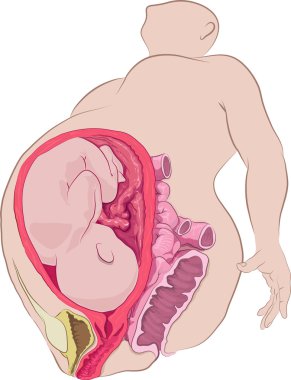 Drawing to show pregnant woman with cross section through the ab clipart