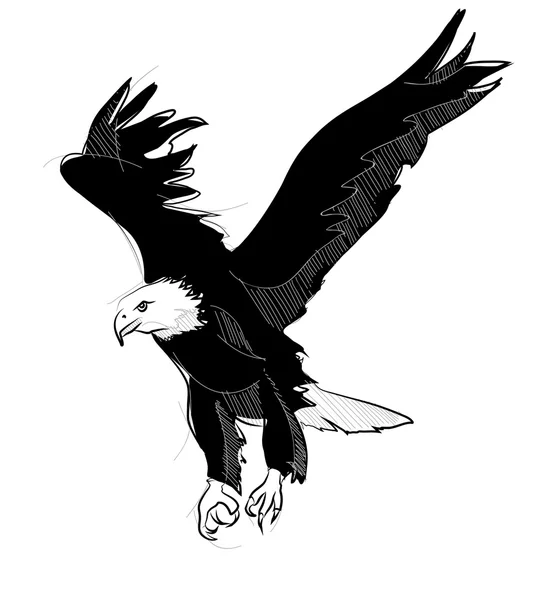 Dibujo de estilo de boceto vectorial de águila calva voladora — Vector de stock