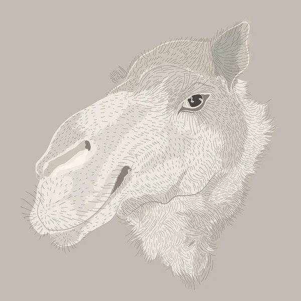雕刻风格矢量手绘图骆驼头 — 图库矢量图片
