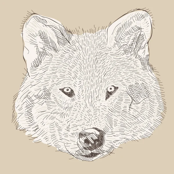 Gravure van stijl vector hand tekenen wolf hoofd — Stockvector