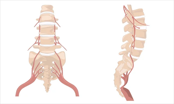 A coluna vertebral. O diagrama da coluna vertebral. Espinha humana de s — Vetor de Stock