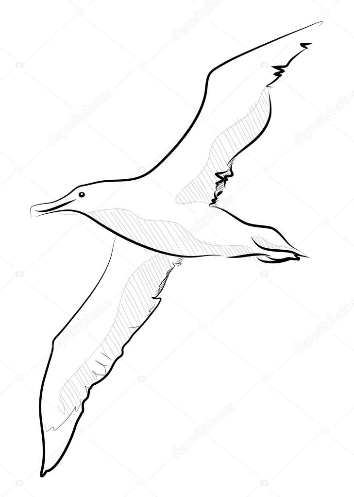 hand drawn vector llustration sketch style seagull