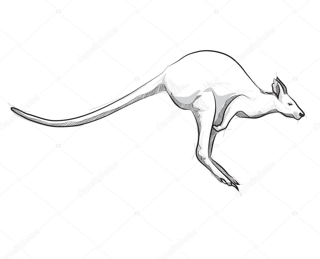Vector sketch hand drawing kangaroo illustration jumping
