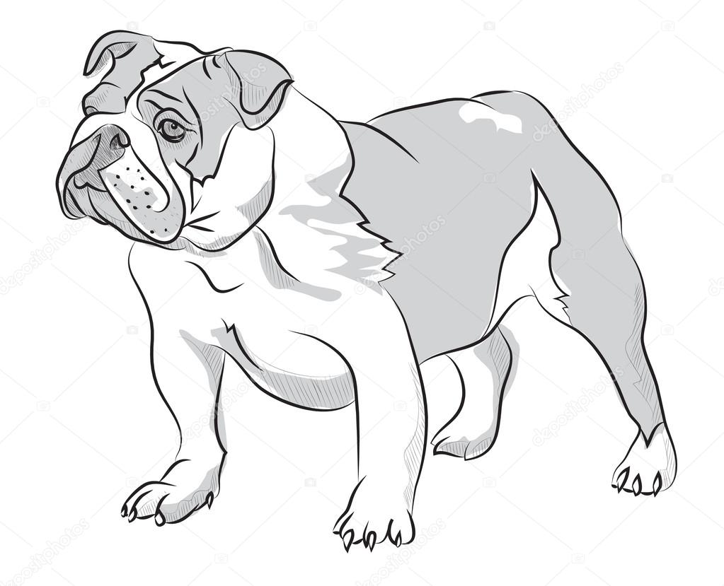 Vector sketch hand drawing illustration bulldog standing 