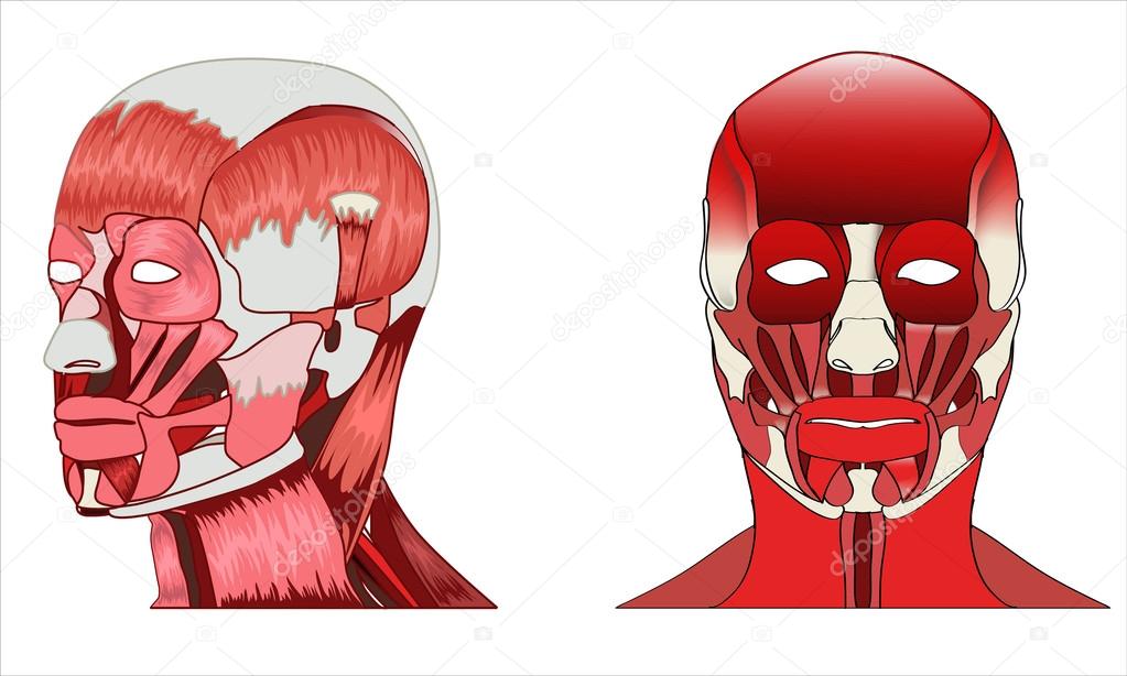 Anatomy side and front view of major face muscles of a man 