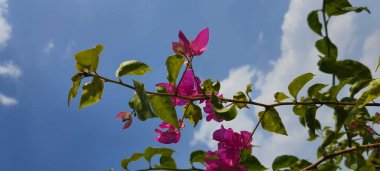 Safari 'de Çiçek Phu Quoc, Vietnam