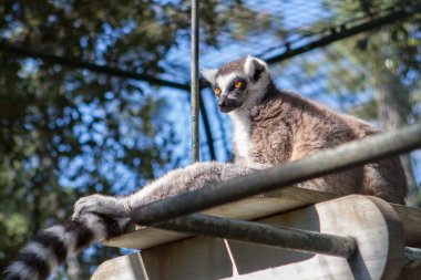 Lemur Catta - La Palmyre hayvanat bahçesi (Img.9521)