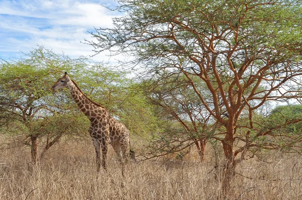 Zürafa - Bandia Senegal (Img.5307) — Stok fotoğraf