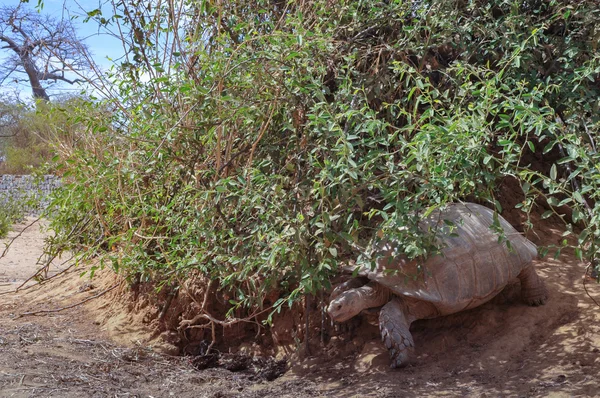 An Aldabra giant tortoise (Img.5435) — Stock Photo, Image