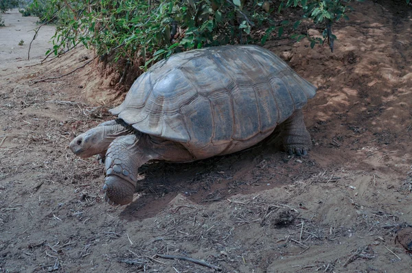 En Aldabra jätten sköldpaddan (Img.5435) — Stockfoto