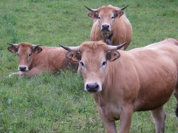 Aubrac cattle (Img.7777) — Stock Photo, Image