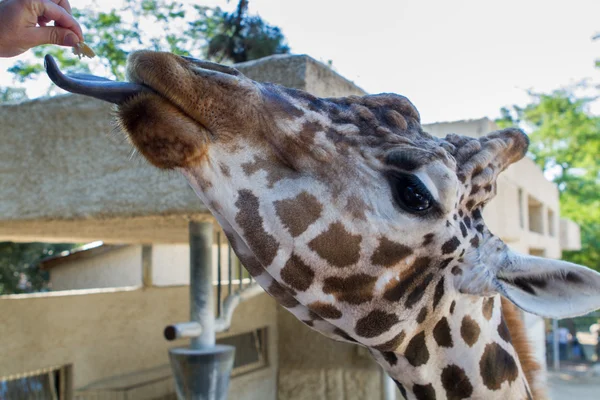 Żyrafa - La Palmyre zoo (Img.9476) — Zdjęcie stockowe