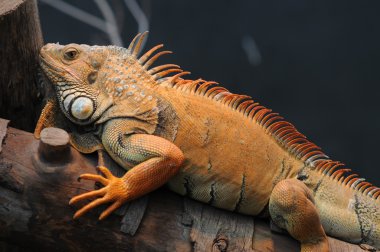 Yapılan iguana kertenkele,