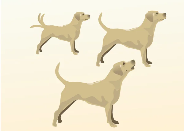 Labrador el perro. Vector — Archivo Imágenes Vectoriales