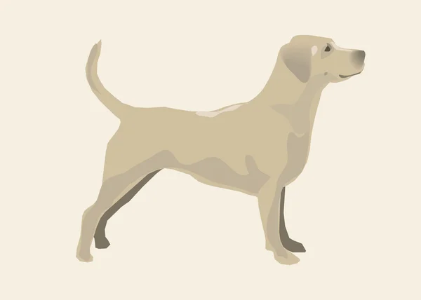 Labrador pes. Vektor — Stockový vektor