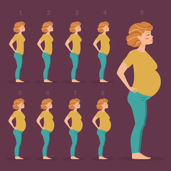 Etapa del embarazo . — Archivo Imágenes Vectoriales
