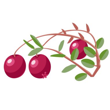 Kızılcık ve yapraklı C vitamini kaynağı. Yabanmersini. Beyaz arkaplanda bir vektör