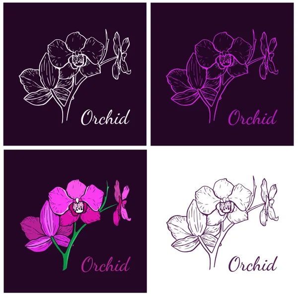 Orkide çiçek logosunun dört çeşidi. Vektör illüstrasyonu