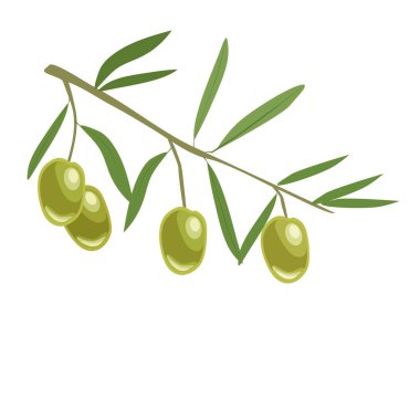 Beyaz arka planda izole edilmiş yeşil zeytinli yapraklı dal taşıyıcısı. Bitki yaşamı