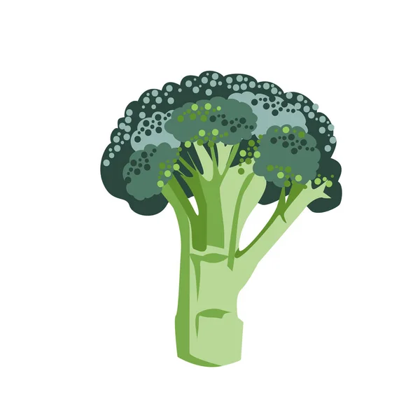 Fresh Green Broccoli Isolated White Background Modern Cartoon Vector Illustration — Stock Vector