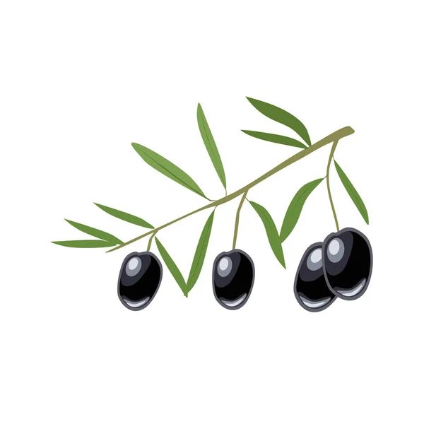 Beyaz arka planda iki siyah zeytin ve yapraklı vektör dalı
