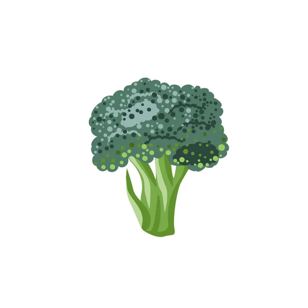 Une Branche Brocoli Vert Est Isolée Sur Fond Blanc Aliments — Image vectorielle