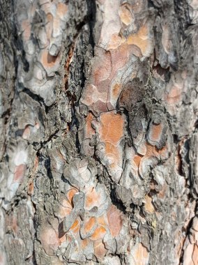 Arka plan doğal çam kabuğudur. Doğal ahşap dokusu