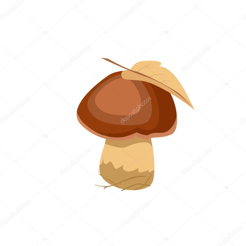 One edible white boletus mushroom with a leaf on a brown cap, isolated on a white background. Forest plants