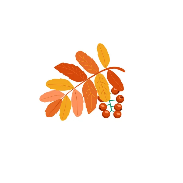 白い背景に孤立したローワンの葉と赤い果実の秋の小枝 植物生活 — ストックベクタ