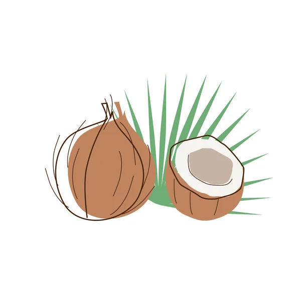 Vector whole coconut with a slice in lineart style — Stock Vector