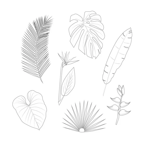 Çizgi sanatında tropikal bitkilerin vektör kümesi — Stok Vektör
