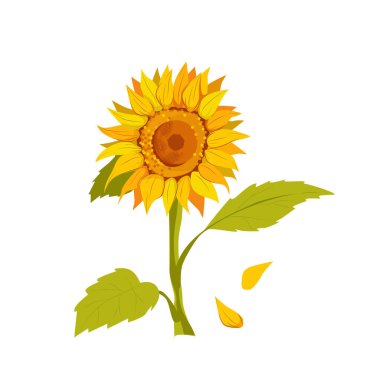 Yeşil yapraklı sarı-turuncu ayçiçeği vektörü. Çizgi film tarzı resimleme, beyaz arkaplanda izole edilmiş