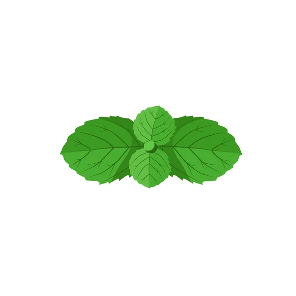 Vector Saftige Grüne Minze Blatt Isoliert Auf Weißem Hintergrund Aromatische — Stockvektor