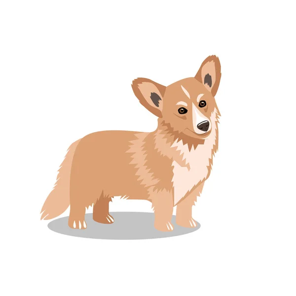 Милая Валлийская Собака Пемброк Корги Изолированная Белом Фоне Любимые Домашние — стоковый вектор