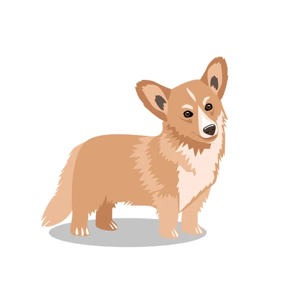 Mignon Chien Pembroke Welsh Corgi Isolé Sur Fond Blanc Animaux — Image vectorielle