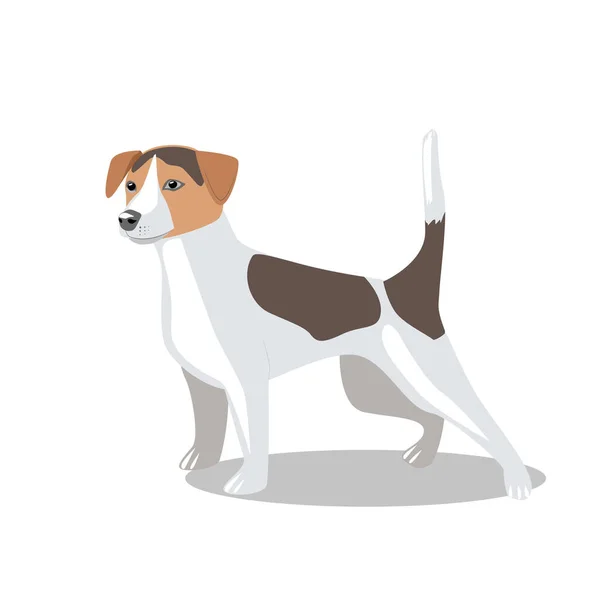 Mignon Chien Race Jack Russell Terrier Isolé Sur Fond Blanc — Image vectorielle