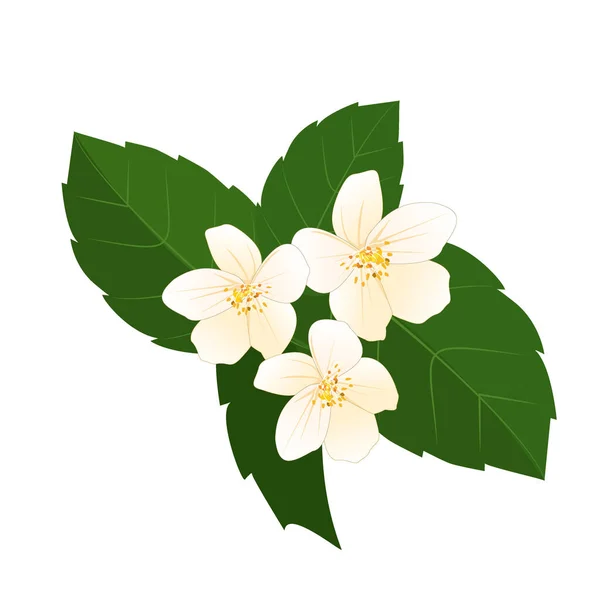 Vector White Jasmine Flowers Green Leaves Isolated White Background Beautiful — Stock Vector