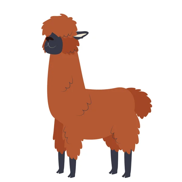 Un alpaca pufos maro stă frumos — Vector de stoc