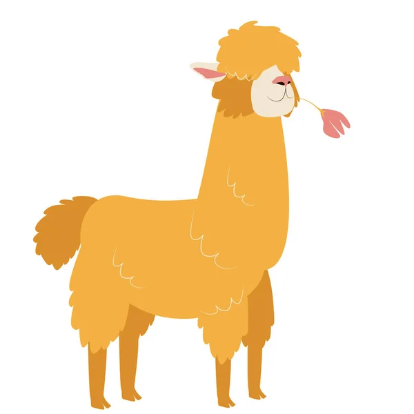 Honey Llama macho con una flor — Vector de stock