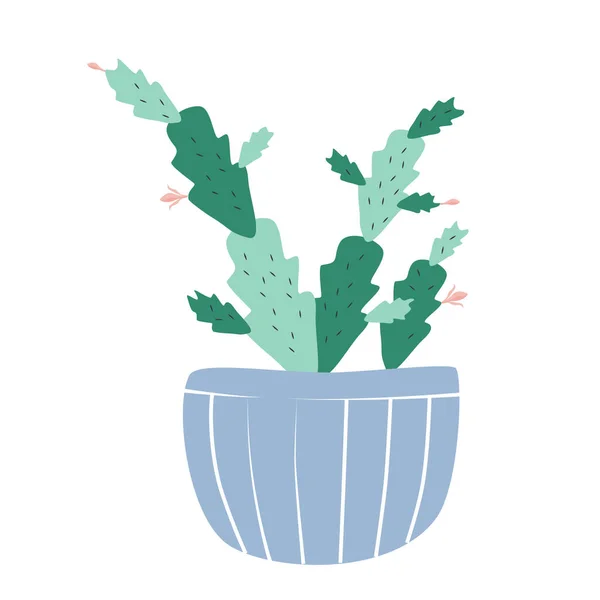 Cactus de Schlumbergera fait maison dans un pot bleu — Image vectorielle