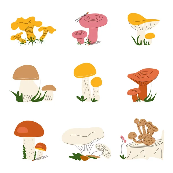 A set of different wild mushrooms — Stock Vector