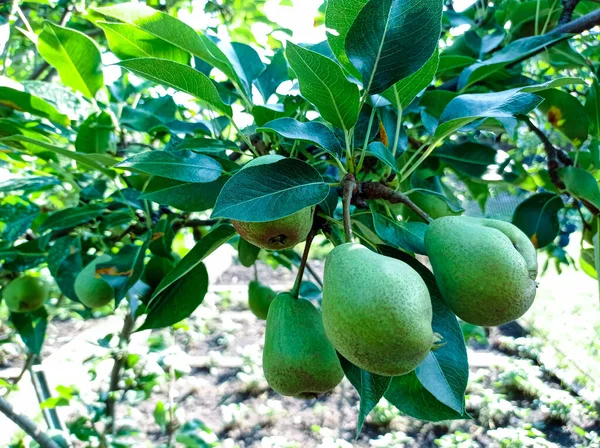 Bahçedeki bir dalda olgunlaşmamış armutlar