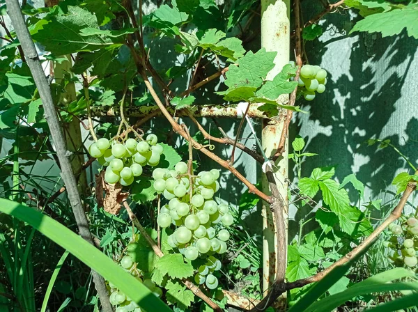 Cépages Verts Non Mûrs Sur Une Branche Dans Jardin — Photo