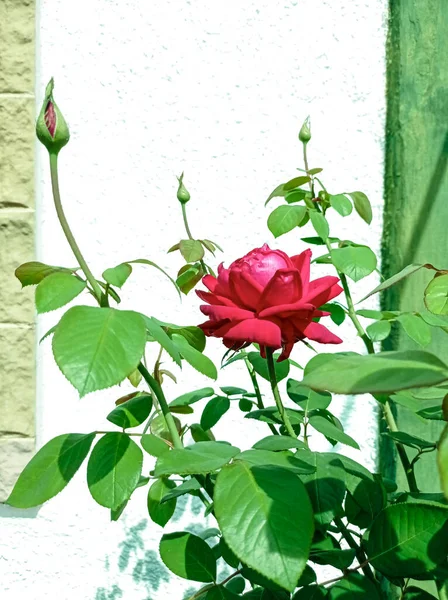 Piękna Czerwona Róża Pączkami Pobliżu Domu Pocztówkę — Zdjęcie stockowe