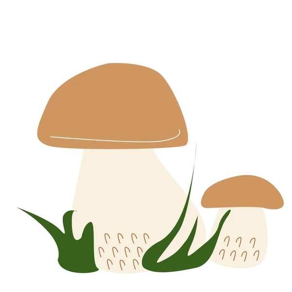 Edible Porcini mushrooms with grass — Stock Vector