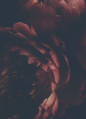 Siyah üzerine kırmızı şakayık demeti resmi. Çiçekçi dekorasyonu. Çiçek arkaplan. Barok eski moda fotoğraf. Doğal çiçek desenli duvar kağıdı veya tebrik kartı